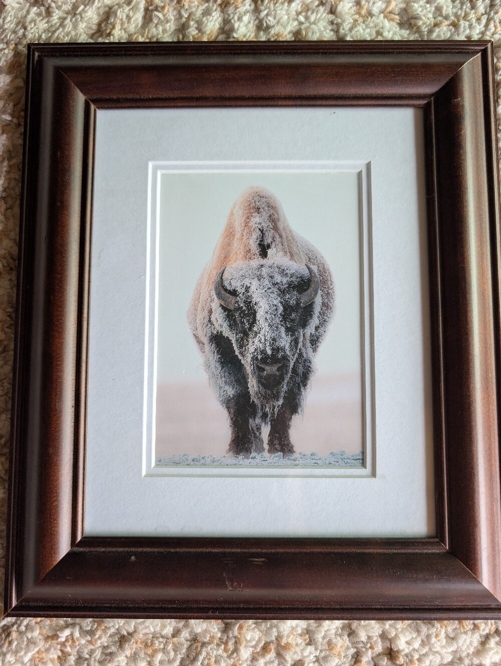 Framed Snowy Buffalo Wall Art